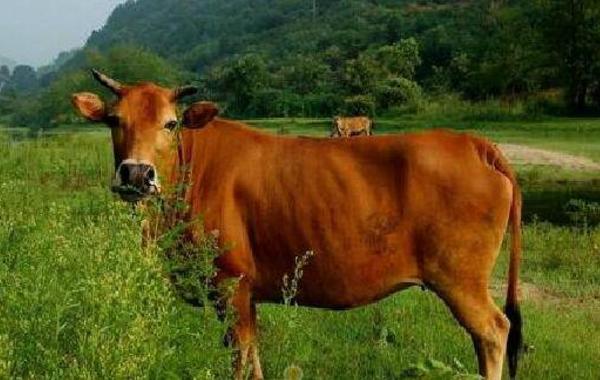 屬牛的本命佛是什么 屬牛吉祥物是什么 屬牛帶什么好