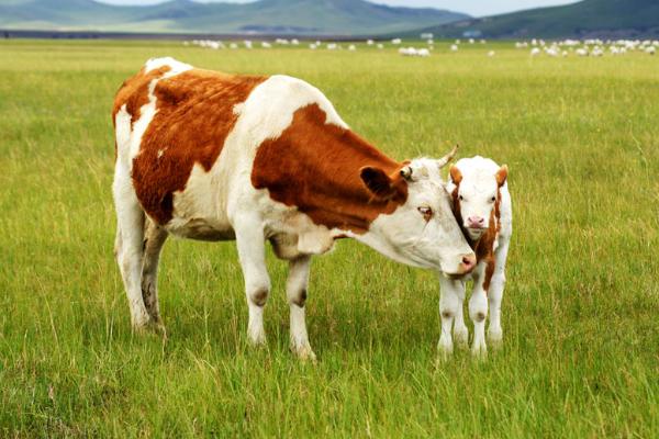 屬牛的和什么屬相最配（男、女） 屬牛的幾月出生最好