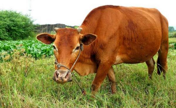 屬牛的今年多大（2018年） 屬牛今年運勢如何（財運、姻緣）