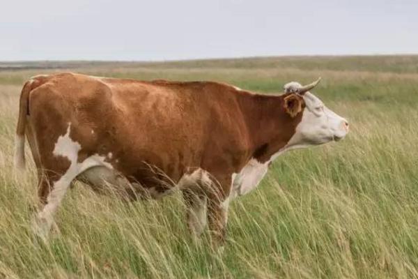 屬牛的今年多大(2018年) 屬牛今年運勢如何(財運、姻緣)