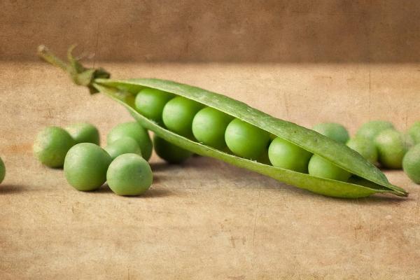 荷蘭豆老了就是豌豆嗎 生豌豆有毒嗎