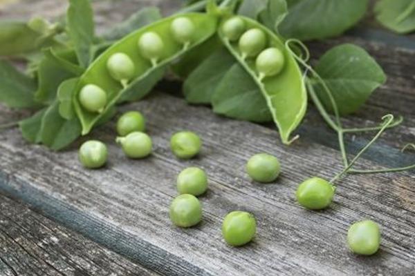 荷蘭豆老了就是豌豆嗎 生豌豆有毒嗎