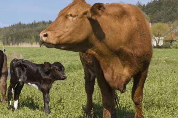 屬牛的是什么性格 屬牛的幸運數(shù)字是多少