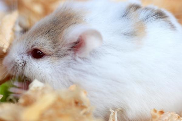 屬鼠的本命佛是什么 屬鼠吉祥物是什么 屬鼠帶什么好