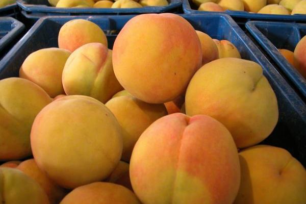 錦繡黃桃樹苗市場價(jià)格多少錢一棵 錦繡黃桃栽培技術(shù)