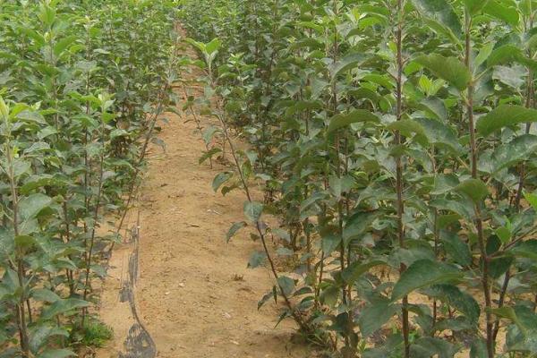 錦繡黃桃樹苗市場價格多少錢一棵 錦繡黃桃栽培技術