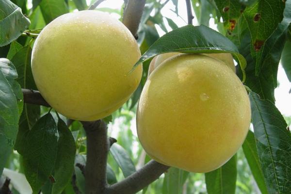 錦繡黃桃樹苗市場價格多少錢一棵 錦繡黃桃栽培技術