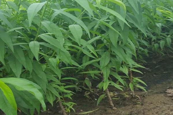 錦繡黃桃樹苗市場價格多少錢一棵 錦繡黃桃栽培技術