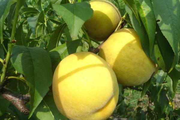 錦繡黃桃樹苗市場價格多少錢一棵 錦繡黃桃栽培技術