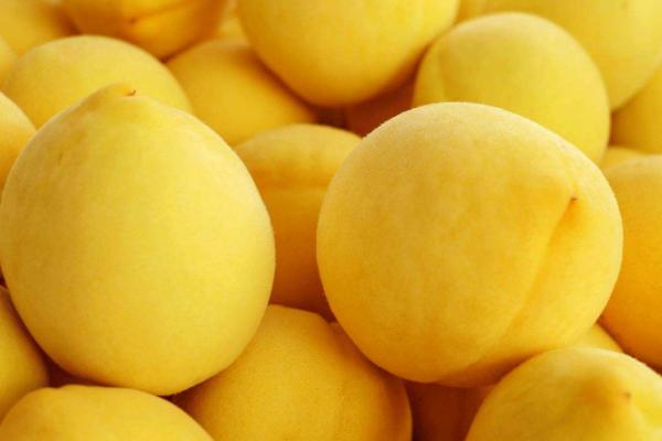 錦繡黃桃樹苗市場價格多少錢一棵 錦繡黃桃栽培技術