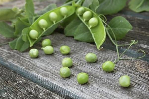 夢見豌豆有什么寓意 做夢夢到摘豌豆兆頭好嗎