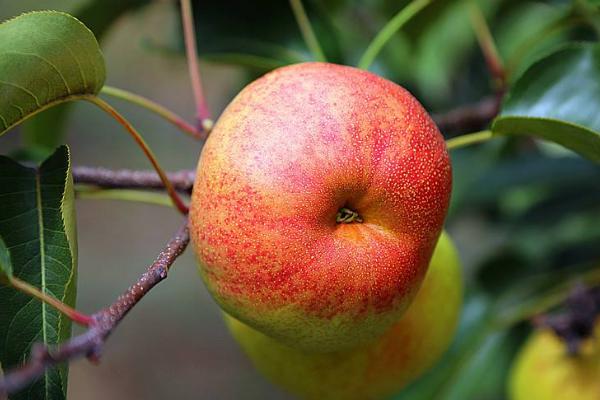 蘋(píng)果梨是轉(zhuǎn)基因水果嗎 蘋(píng)果梨是怎么來(lái)的