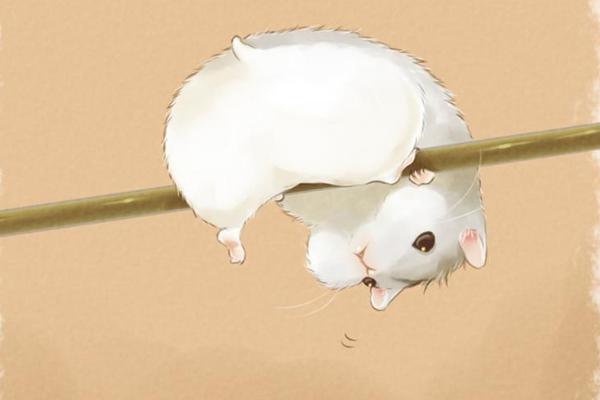 屬鼠的今年多大（2018年） 屬鼠今年運勢如何（財運、姻緣）