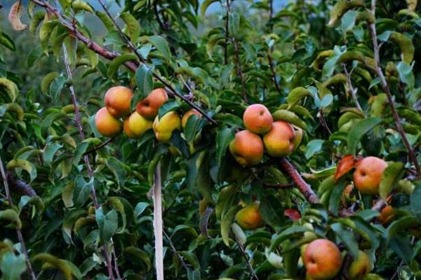 蘋(píng)果梨是轉(zhuǎn)基因水果嗎 蘋(píng)果梨是怎么來(lái)的