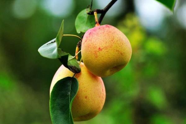 蘋(píng)果梨是轉(zhuǎn)基因水果嗎 蘋(píng)果梨是怎么來(lái)的