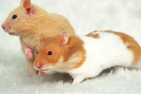 屬鼠的今年多大(2018年) 屬鼠今年運(yùn)勢(shì)如何(財(cái)運(yùn)、姻緣)