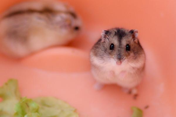 屬鼠的今年多大(2018年) 屬鼠今年運(yùn)勢(shì)如何(財(cái)運(yùn)、姻緣)