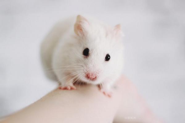 屬鼠的今年多大(2018年) 屬鼠今年運(yùn)勢(shì)如何(財(cái)運(yùn)、姻緣)