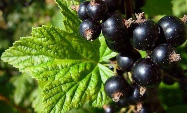 黑醋栗功效與作用及禁忌 黑醋栗營養價值