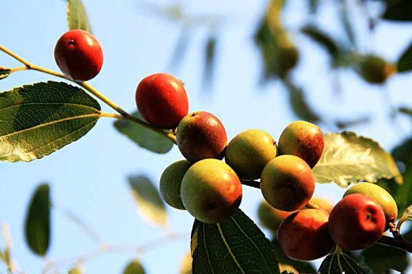 酸棗根功效與作用及禁忌 酸棗根藥用價(jià)值