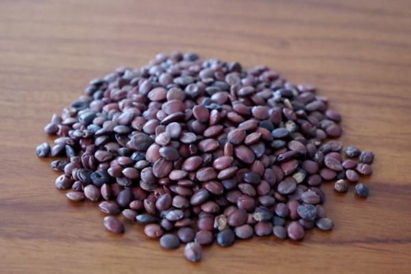 酸棗仁市場價格多少錢一斤 酸棗仁的功效作用