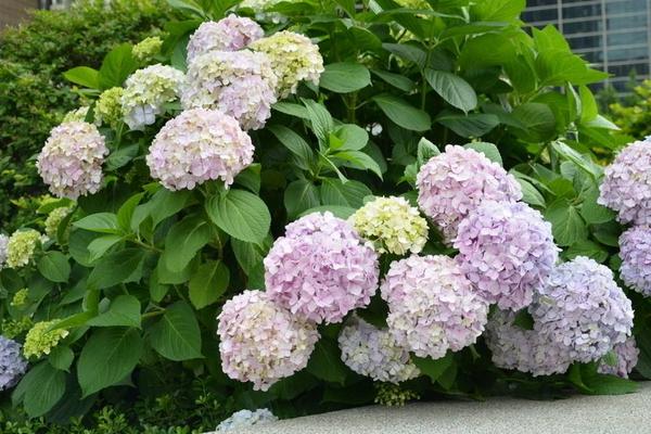 八仙花什么時候開花 八仙花花期是幾月