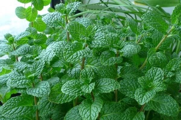 薄荷和荊芥的區別是什么 薄荷的生長環境