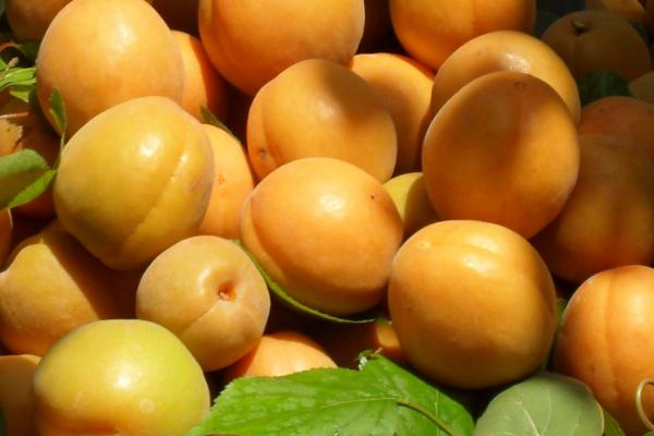 杏子吃多了會怎么樣 杏子副作用