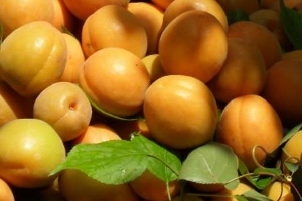 杏子吃多了會怎么樣 杏子副作用