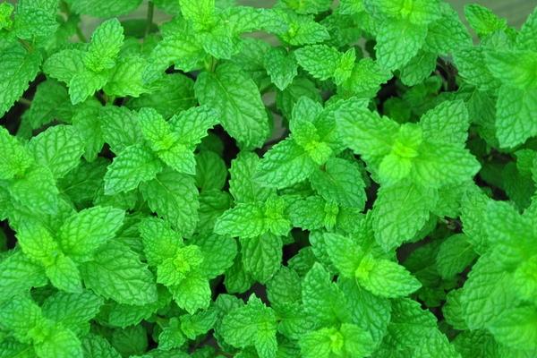 薄荷葉泡水喝能減肥嗎 新鮮薄荷葉怎么用