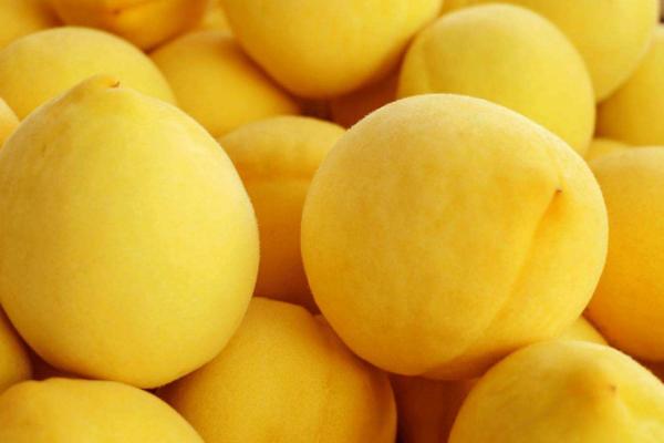 炎陵黃桃市場價(jià)格多少錢一斤 炎陵黃桃樹苗市場價(jià)格多少錢一棵