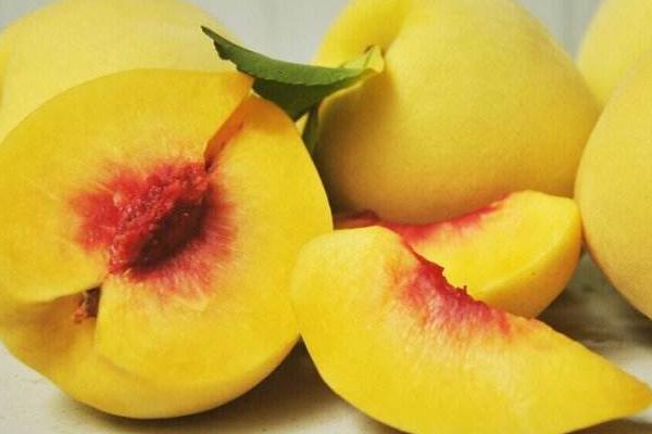 炎陵黃桃市場價(jià)格多少錢一斤 炎陵黃桃樹苗市場價(jià)格多少錢一棵