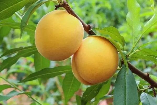 炎陵黃桃市場價(jià)格多少錢一斤 炎陵黃桃樹苗市場價(jià)格多少錢一棵