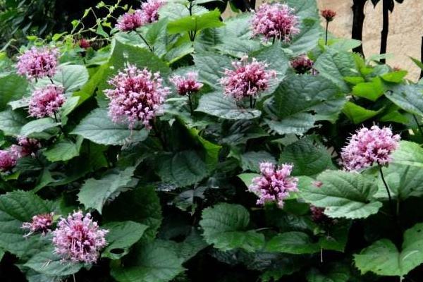 臭牡丹功效與作用 臭牡丹藥用價值