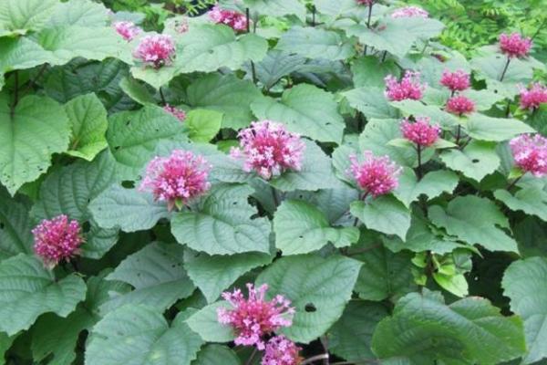 臭牡丹功效與作用 臭牡丹藥用價值