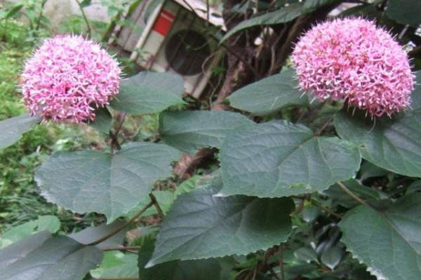 臭牡丹功效與作用 臭牡丹藥用價值