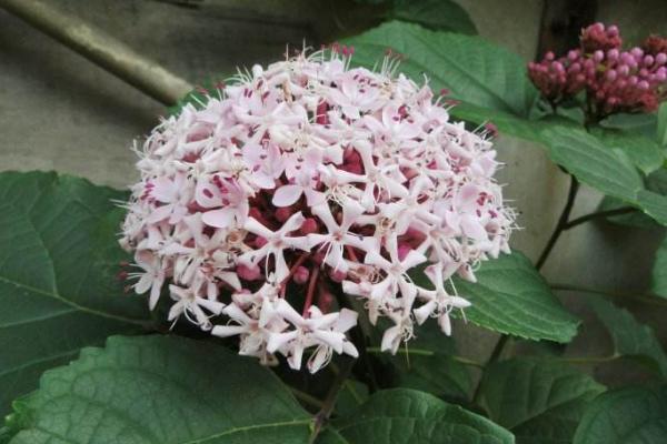 臭牡丹功效與作用 臭牡丹藥用價值