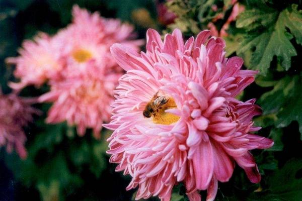 菊花怎么種 菊花種植方法與注意事項