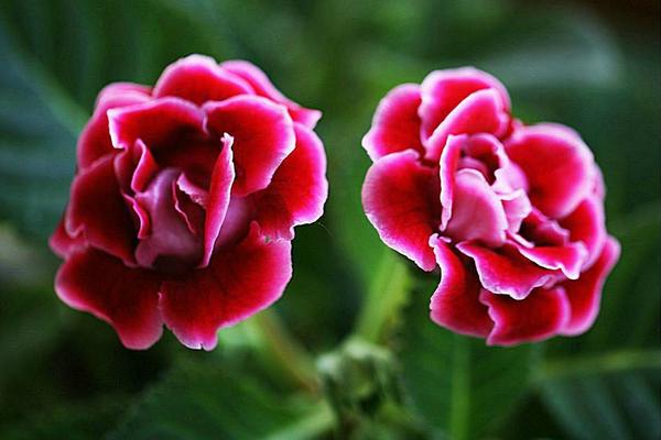 大巖桐能水培養殖嗎 大巖桐水養種植方法與注意事項