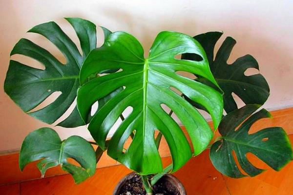 龜背竹可以水養嗎 龜背竹水培怎么養