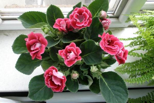 大巖桐葉子發黃變黑怎么辦