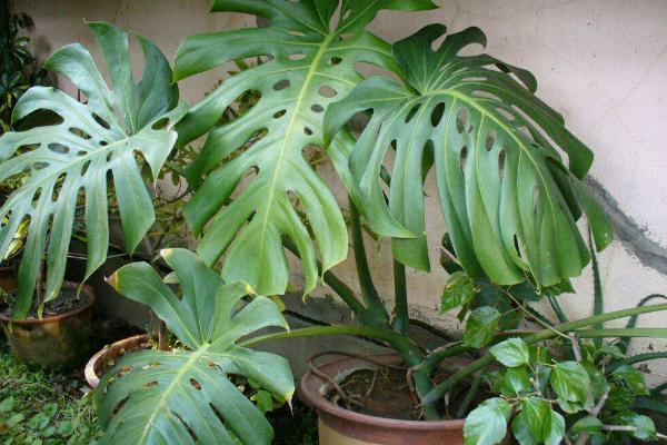 龜背竹有毒嗎 龜背竹能放在室內(nèi)臥室嗎