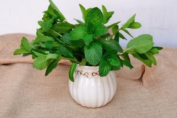 新鮮薄荷葉怎么吃 薄荷葉怎么保存