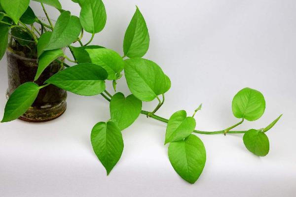 水培綠蘿多久換一次水 水培綠蘿水發臭怎么辦