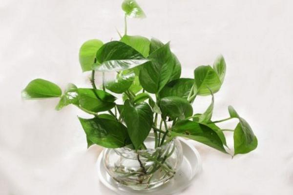 水培綠蘿多久換一次水 水培綠蘿水發臭怎么辦