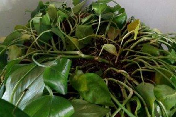 水培綠蘿多久換一次水 水培綠蘿水發臭怎么辦