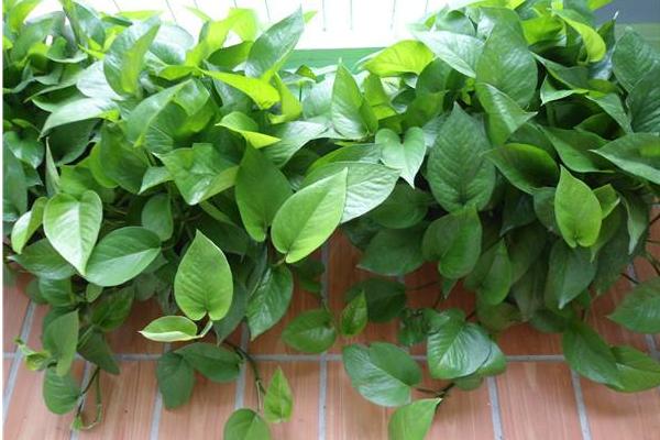 水培綠蘿多久換一次水 水培綠蘿水發臭怎么辦