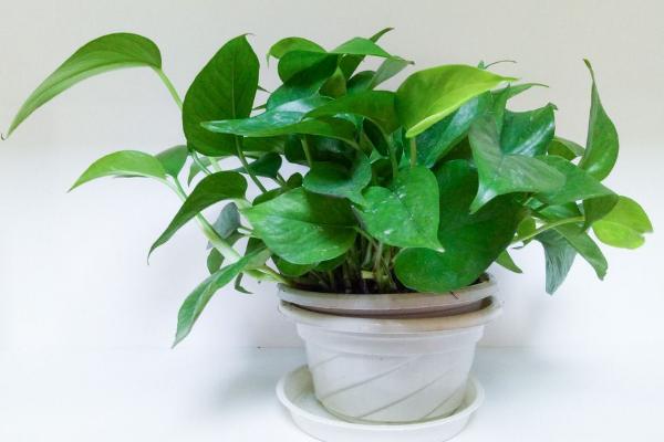 水培綠蘿怎樣改土培 綠蘿怎么養