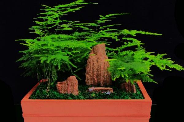 文竹可以水培養殖嗎 文竹好養嗎