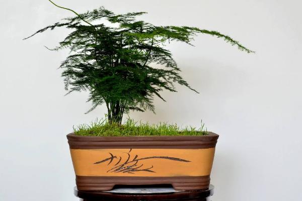 文竹怎么繁殖（扦插、播種） 文竹怎么養才能更旺盛